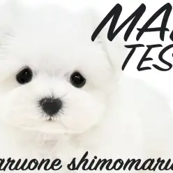 【 マルチーズ 】垂れ目が可愛すぎる癒し系！小さめサイズのドワーフ体型にも注目！