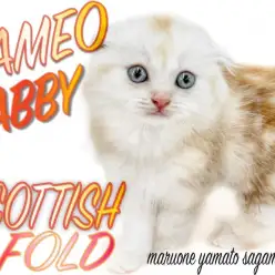 【 スコティシュフォールド 】超魅惑のレアカラー！いくつもの奇跡の融合キャット！