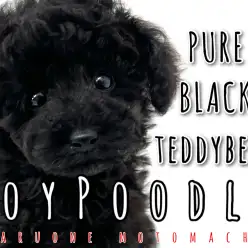 【 トイプードル 】横浜の黒いテディベア！輝く艶ブラックをご照覧あれ！