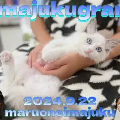 【 イマジュクグラム 】ヘソ天抱っこもできる甘えん坊なラグドールちゃま最新動画！