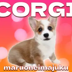 【 コーギー 】初心者必見！白いマフラーと靴下がおしゃれな胴長短足の女の子！