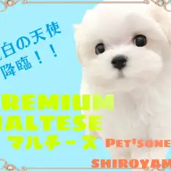 【 マルチーズ 】マルワンプレミアム認定！純白の天使降臨
