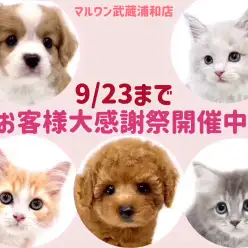 【 お知らせ 】お客様大感謝祭開催中！マルワン武蔵浦和店の子犬・子猫をご紹介