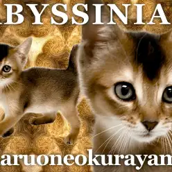 【 アビシニアン 】クレオパトラも愛した小顔・スレンダーボディの美猫！