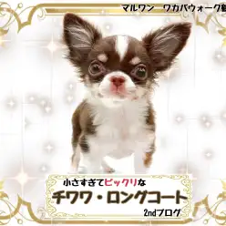 【 チワワ 】成長したのか?いまだにミニマムサイズなチワワちゃん