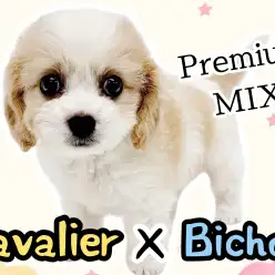 【 MIX 】キャバションの魅力に迫る！可愛さと個性が詰まったパーフェクトMIX