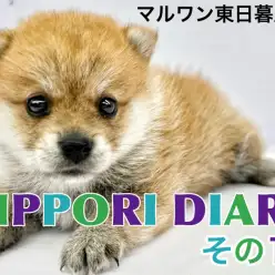 【 NIPPORI DIARY その11 】入店速報!不思議ちゃん系ポメ柴MIX