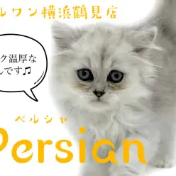 【 ペルシャ 】ネコちゃん初心者必見!温厚な性格!チンチラシルバーの男の子!