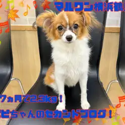 【 パピヨン 】生後7ヵ月でなんと2kg台！小さめに成長中！