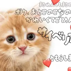 【 サイベリアン 】人への警戒心ゼロ！甘え上手な童顔フェイスの男の子！