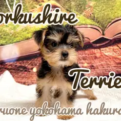 【 ヨークシャーテリア 】おもちゃ大好き！小さめでも元気いっぱいヨーキーちゃん