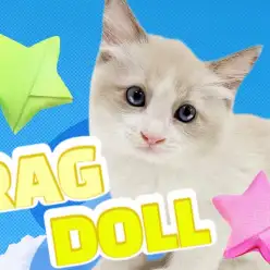 【 ラグドール 】ブルーの瞳を持つ癒し系温厚ハチワレキャットがやってきた！