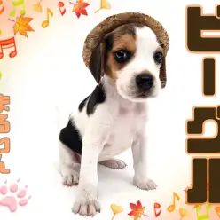 【 ビーグル 】まったりもアクティブも楽しめる！もっちりボディのあまえんぼ！