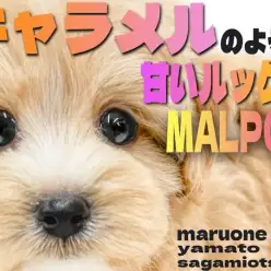 【 MIX 】キャラメルの様な甘いルックスが愛らしい！癒し系のマルプーがキタ！