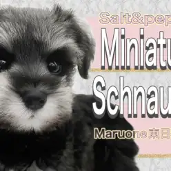 【 ミニチュアシュナウザー 】愛嬌たっぷりなインテリクールビューティー！