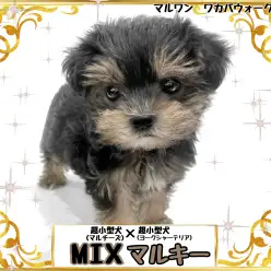 【 MIX 】毛の抜けにくい超小型犬種の両親を持つMIXマルキーちゃん