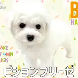 【 ビションフリーゼ 】大きな瞳をもった純白の天使がさいたま武蔵浦和店に登場！