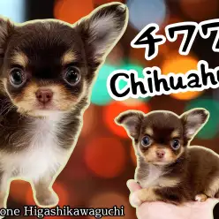 【 チワワ・ロングコート 】小さめサイズ!大人気のチョコタンチワワ女の子が登場!