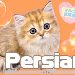 【 ペルシャ 】上品なゴールドの被毛を纏う超超美形キャットが降臨!