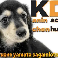 【 カニンヘンダックスフント 】甘えん坊な性格の女の子！小柄なサイズの短足ボディ