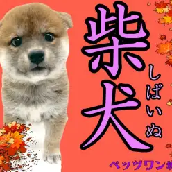【 柴犬 】ムッチリBODYがとっても愛らしい穏やかな柴ちゃん登場！
