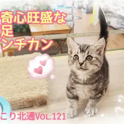 【 ほっこり北通Vol.121 】仕草が可愛い短足マンチカンくん登場！