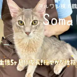 【 ソマリ 】生後5ヶ月に成長！穏やかな性格！2ndブログ！