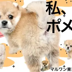 【 MIX・ポメ柴 】きつね?たぬき?私、ポメ柴!良いとこ取りのレア度高めな女の子