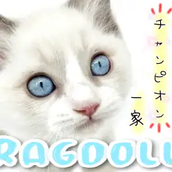 【 ラグドール 】脈々と受け継がれしゴージャス＆エレガントなラグ様！