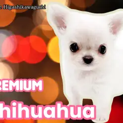 【 チワワ 】プレミアム認定!小さめサイズ、ホワイト&クリームのたぬき顔チワワ