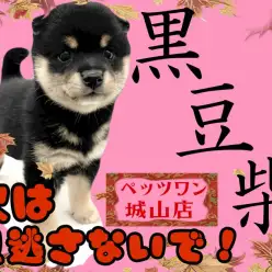 【 豆柴 】次は見逃さないで！人気度の高い豆柴ちゃん
