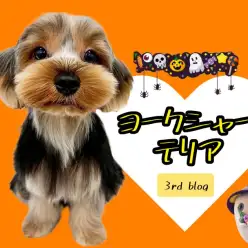 【 ヨークシャーテリア 】生後8ヶ月半を迎えたヨーキー君!1日のルーティンに密着
