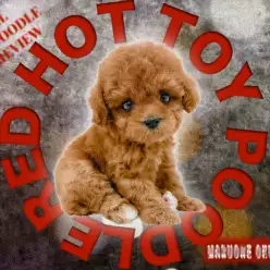 【 トイプードル 】ディープレッドカラーで手乗りサイズの女の子！