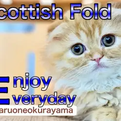 【 スコティッシュフォールド  】愛嬌たっぷりな垂れ耳ニャンは超甘えんボーイ！