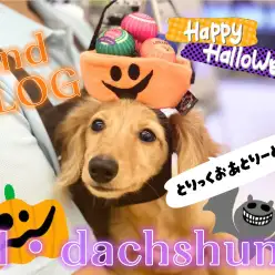 【 M・ダックスフント 】友だちもお散歩も大好き！天真爛漫ダックスの2ndブログ