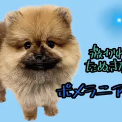 【 ポメラニアン 】たぬき顔オレンジポメラニアンが登場!可愛らしい容姿にご注目