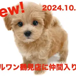 【 MIX 】新たに仲間入り！通称マルプーちゃんの女の子！！