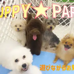 【 パピーパーティー 】遊びながら今の時期に大切なお勉強の時間！！！