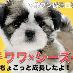 【 MIX 】癒し系ミックスチワズーちゃんのちょこっと成長した姿！