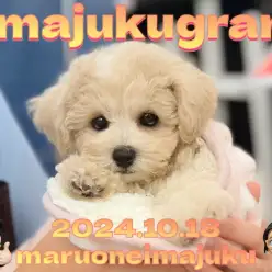 【 イマジュクグラム 】温厚代表MIX犬!ビションプーちゃまのお手入れに密着!