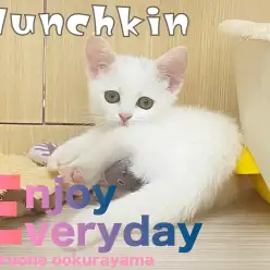 【 マンチカン 】お気に入りのうなぎを披露してくれるコミカルマンチ！