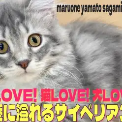 【 サイベリアン 】温厚な性格で猫、犬とも多頭できる抱っこ大好き2ndブログ！