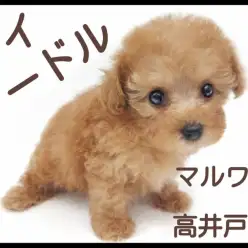 【 トイプードル 】可愛い垂れ目に優しい性格の女の子はミニマムサイズ！！