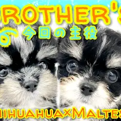 【 MIX 】チワワ×マルチーズMIX兄妹ちゃんのお兄ちゃんをご紹介！！