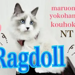 【 ラグドール 】コンディションバッチリ！生後5ヶ月になったヌイグルミニャンコ