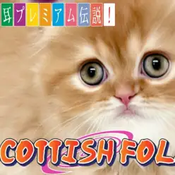 【 スコティッシュフォールド 】鮮やかカラー・タレ耳・長毛のプレミアムスコ！