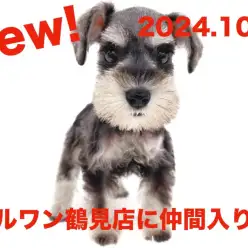 【 ミニチュアシュナウザー 】新たに仲間入り!ソルト&ペッパーの女の子!!