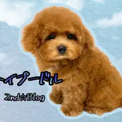 【 トイプードル 】胴長短足ドワーフ体型ぷーちゃんの激かわルックスを大公開!