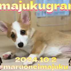 【 イマジュクグラム 】短い手足と魅惑の桃尻！コーギーの女の子！最新動画付き！