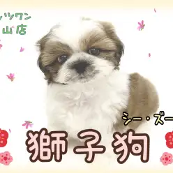 【 シーズー 】マイペースで甘えん坊、誰からも好かれるシーズーちゃんです。